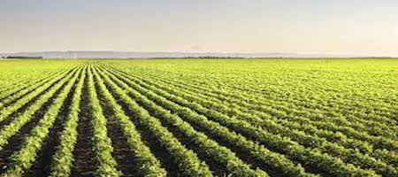 Sarà l’agricoltura a garantire il nostro futuro?