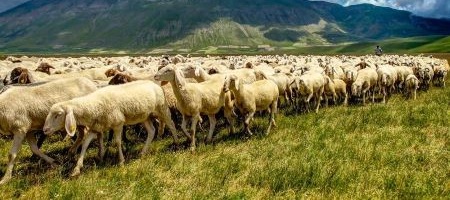 Tratturi e transumanze